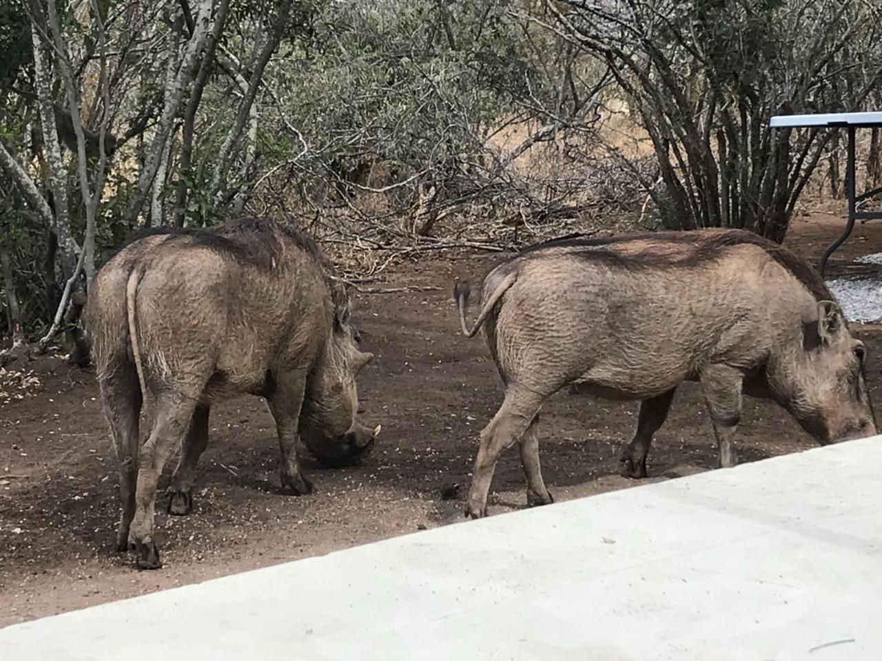 Lindiwe Safari Lodge Hoedspruit Kültér fotó